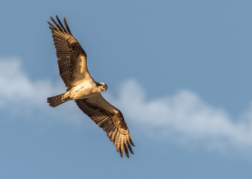 Bald Eagle (Haliaeetus leucocephalus)